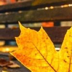 淚成河，喚母歸(全集)